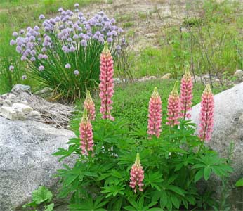 Summer Garden 2005